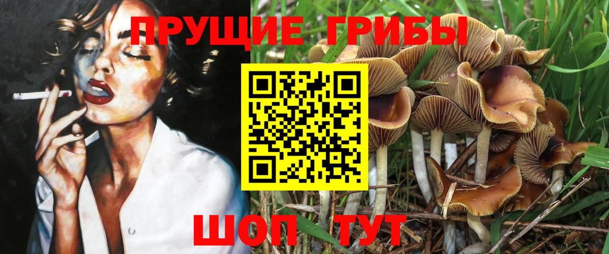 Галлюциногенные грибы Psilocybine cubensis  Вход с VPN  Котовск 